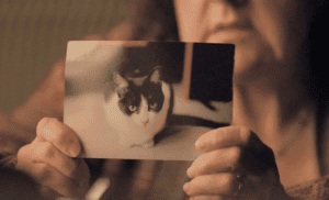 Miss Knickerpants, the first feline to appear on Lost Girl