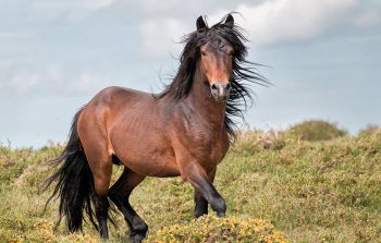 The Mustang horse breed