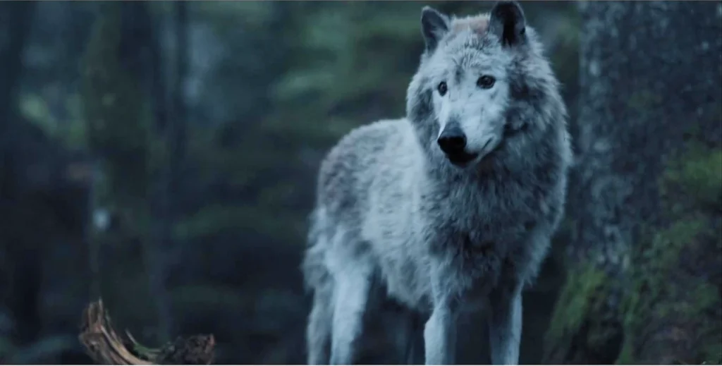 The grey wolf, a frequent visitor to Villefranche - Black Spot