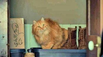 Nicole's cat, Calamity Jane, is discovered hiding in a closet - Wynonna Earp 210